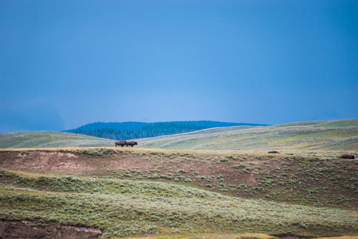 Yellowstone-258