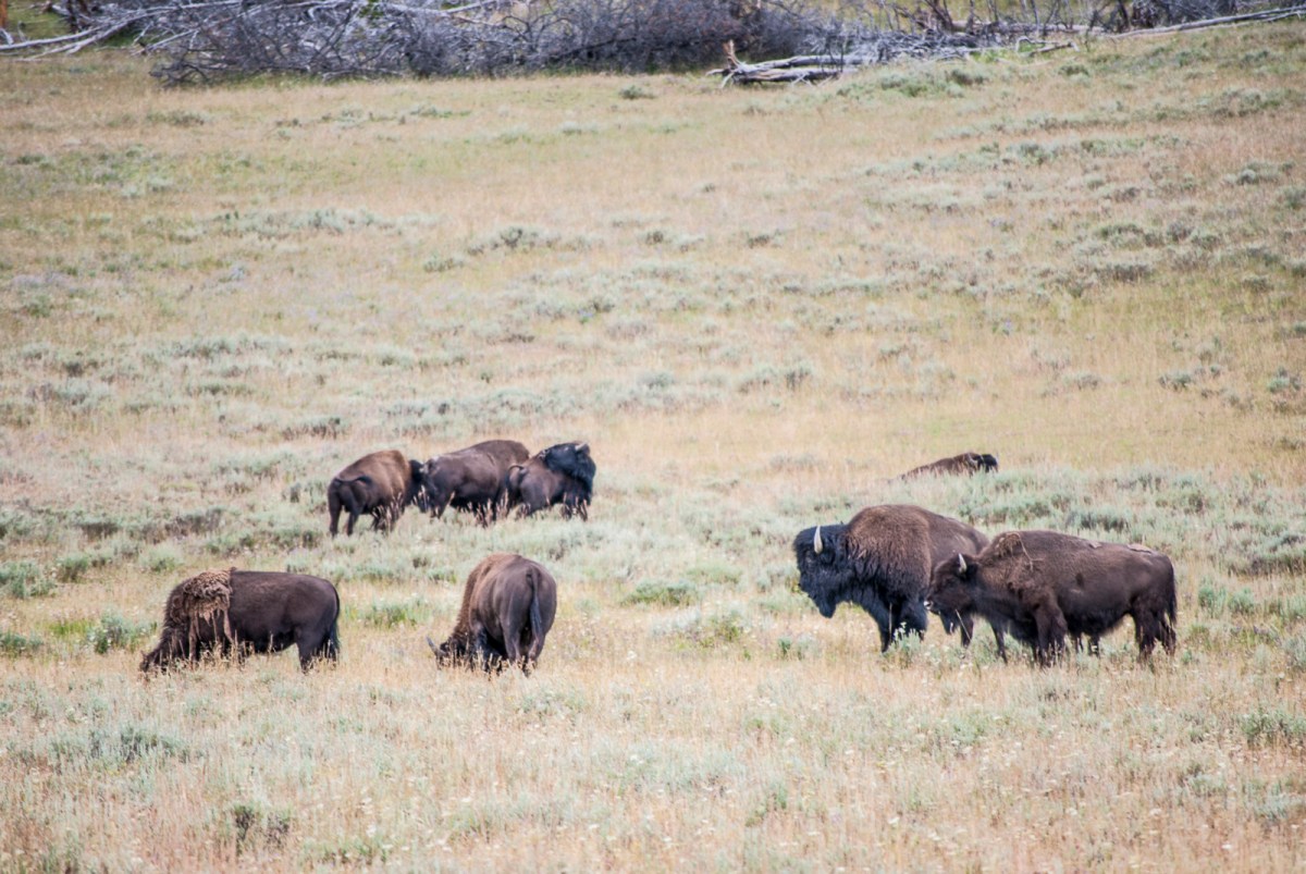 Yellowstone-269