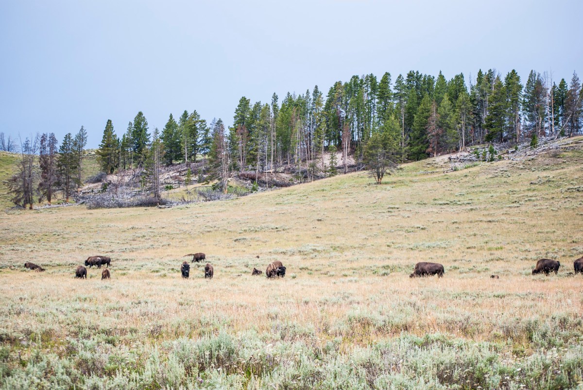 Yellowstone-277