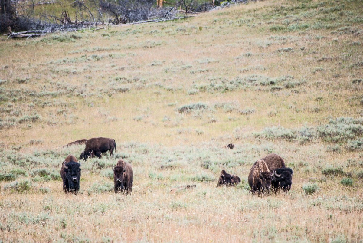 Yellowstone-279