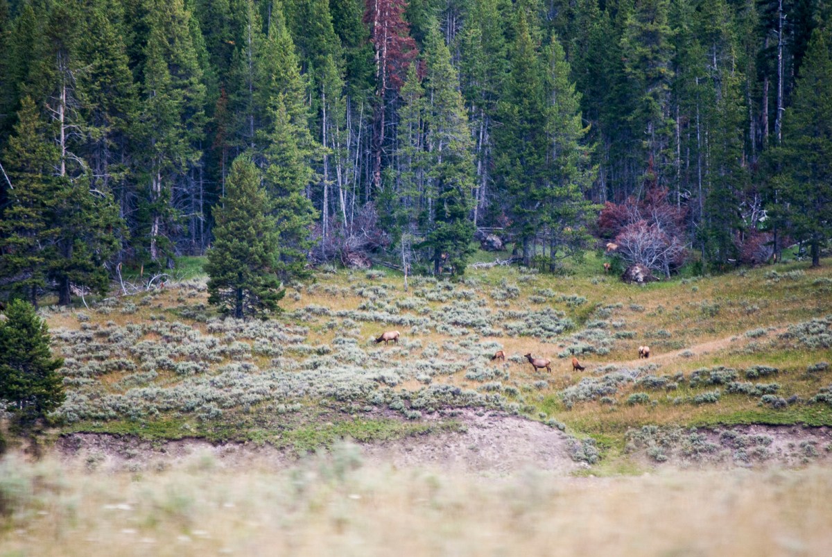 Yellowstone-288