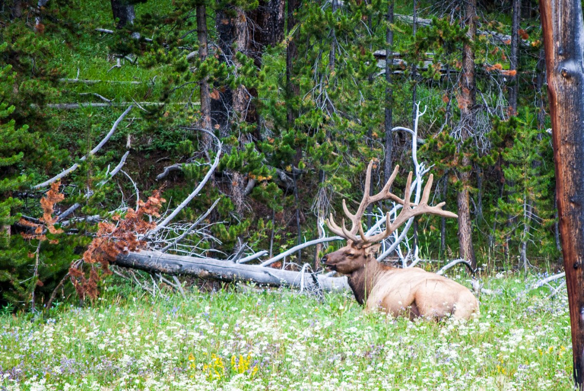 Yellowstone-300