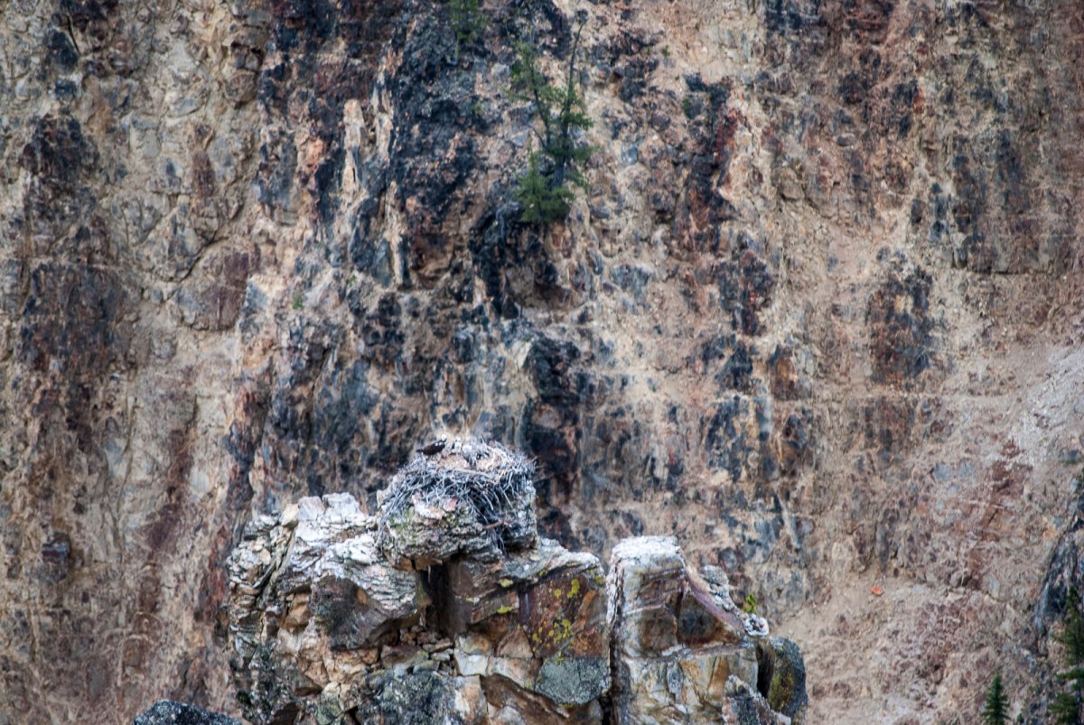 Yellowstone-301