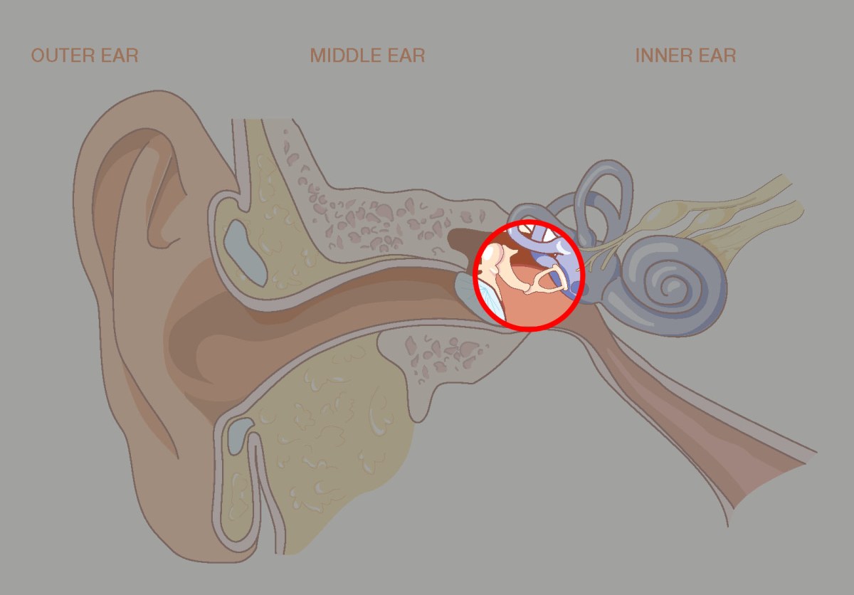 blank-ear-diagram