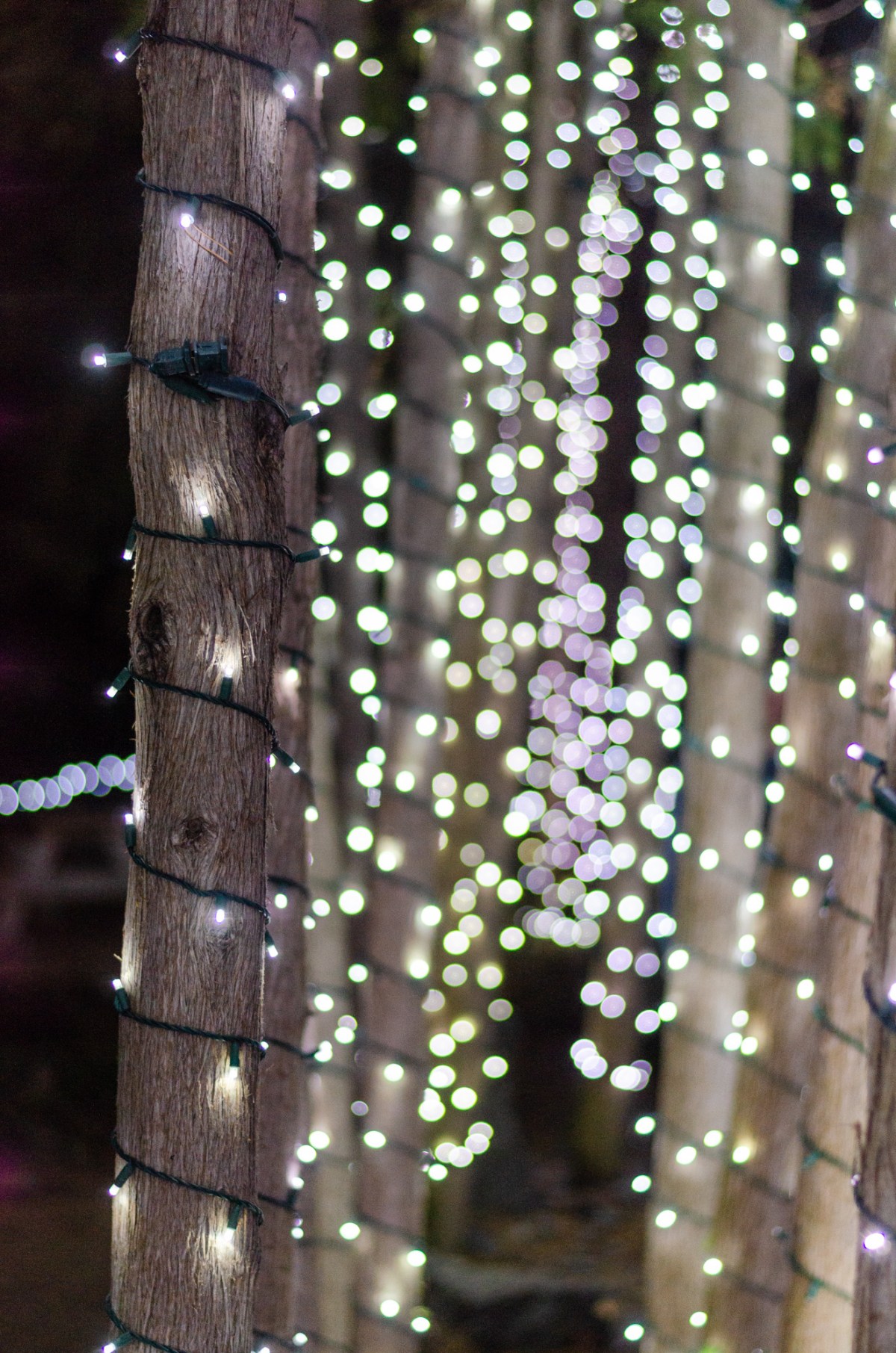 Botanical Gardens & Tubing-47