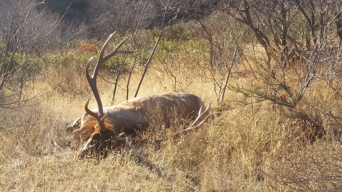 Elk Hunting-01